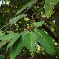 Myristica ceylanica A.DC.